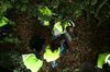 gal/Ville_Propre/_thb_OPERATION DECHETS LAMBRES 100.JPG